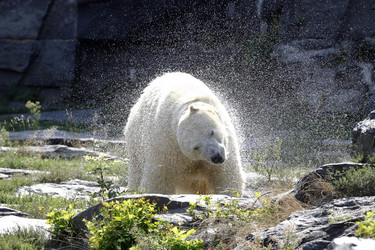 Neuer Eisbär im Tierpark Berlin