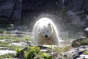 Neuer Eisbär im Tierpark Berlin