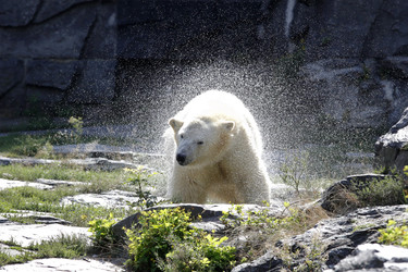 Neuer Eisbär im Tierpark Berlin