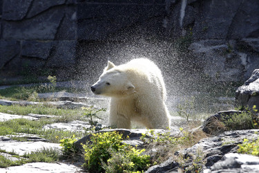 Neuer Eisbär im Tierpark Berlin