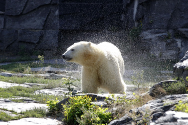 Neuer Eisbär im Tierpark Berlin