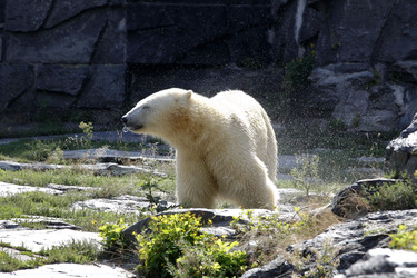 Neuer Eisbär im Tierpark Berlin