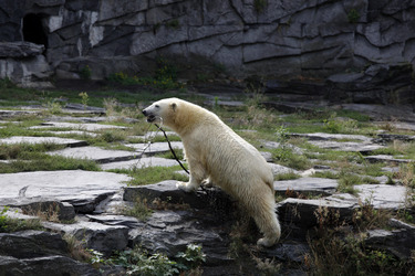 Neuer Eisbär im Tierpark Berlin