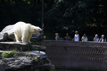 Neuer Eisbär im Tierpark Berlin