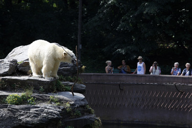 Neuer Eisbär im Tierpark Berlin