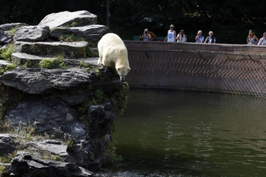 Neuer Eisbär im Tierpark Berlin
