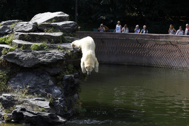 Neuer Eisbär im Tierpark Berlin
