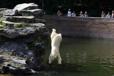 Neuer Eisbär im Tierpark Berlin
