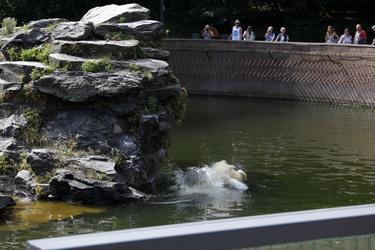 Neuer Eisbär im Tierpark Berlin