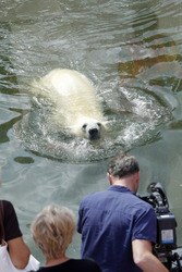 Neuer Eisbär im Tierpark Berlin