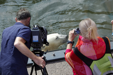 Neuer Eisbär im Tierpark Berlin