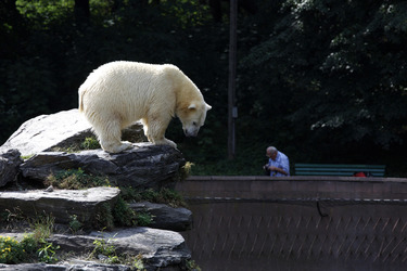 Neuer Eisbär im Tierpark Berlin