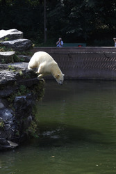Neuer Eisbär im Tierpark Berlin
