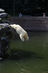 Neuer Eisbär im Tierpark Berlin