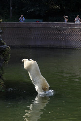 Neuer Eisbär im Tierpark Berlin