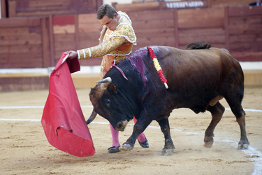 Stierkampf, Alcalá de Henares