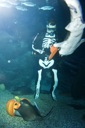 Halloween im AquaDom & Sea Life Berlin