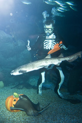 Halloween im AquaDom & Sea Life Berlin