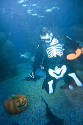 Halloween im AquaDom & Sea Life Berlin