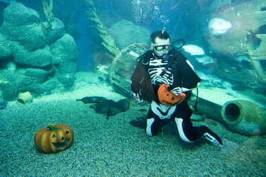 Halloween im AquaDom & Sea Life Berlin