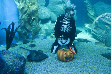 Halloween im AquaDom & Sea Life Berlin