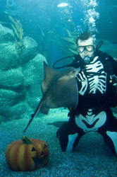 Halloween im AquaDom & Sea Life Berlin