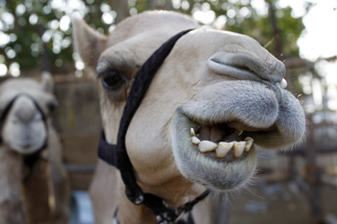 Im Heritage Village, Dubai