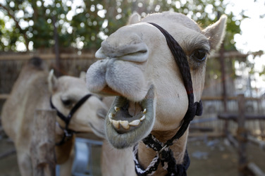 Im Heritage Village, Dubai