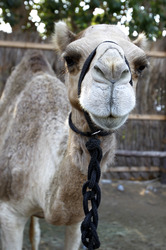 Im Heritage Village, Dubai