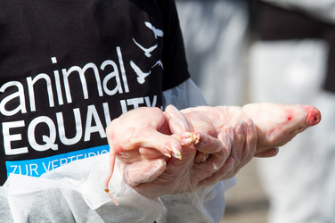Tierkörperaktion vor dem Brandenburger Tor, Berlin
