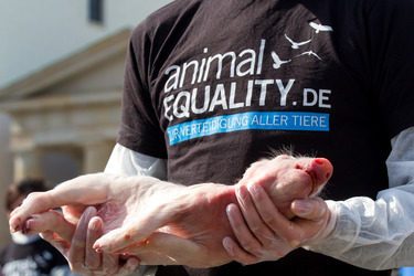 Tierkörperaktion vor dem Brandenburger Tor, Berlin