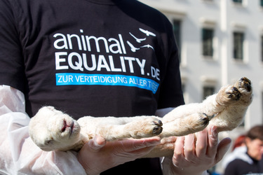 Tierkörperaktion vor dem Brandenburger Tor, Berlin