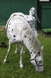 Dalmatiner / Dalmatian Bodypainting