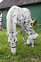 Dalmatiner / Dalmatian Bodypainting