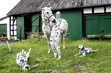 Dalmatiner / Dalmatian Bodypainting
