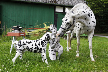 Dalmatiner / Dalmatian Bodypainting