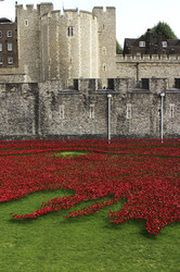 Poppy Installation am Tower, London