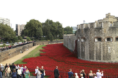 Poppy Installation am Tower, London