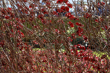 Poppy Installation am Tower, London