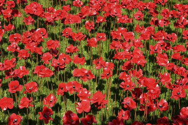 Poppy Installation am Tower, London