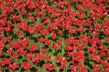 Poppy Installation am Tower, London