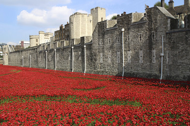 Poppy Installation am Tower, London