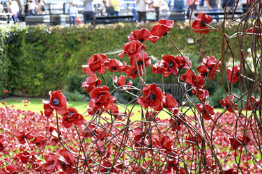 Poppy Installation am Tower, London