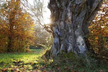 Herbst / Autumn Bodypainting