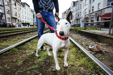 Symbolbild Kampfhund