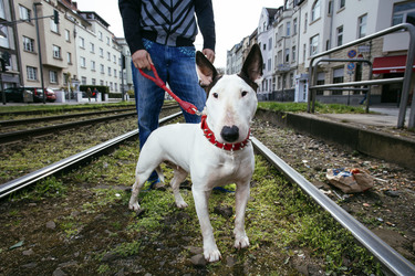 Symbolbild Kampfhund
