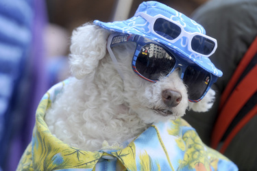 Easter Parade 2015, New York