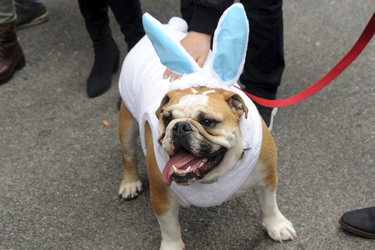 Easter Parade 2015, New York