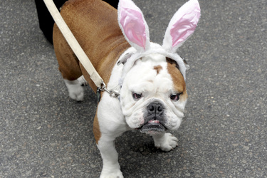 Easter Parade 2015, New York