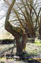 Baum / Tree Body Painting